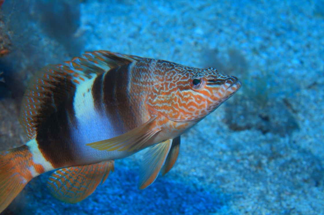 Blacktail Comber (Serranus scriba) in the waters of the atlantic ocean