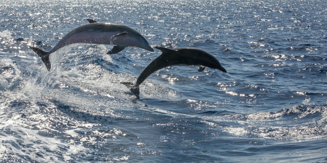 free swimming dolphin (tenerife, spain)